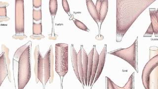 general anatomy 3 skeletal musclesdr  Sameh Ghazy [upl. by Ytsenoh223]