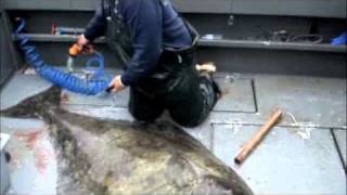 How To Filet A 300 Pound Alaskan Halibut [upl. by Tennes]