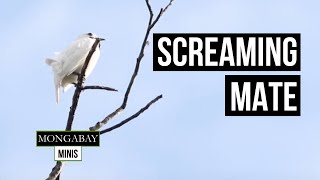 Screamer Male white bellbirds mating call [upl. by Niar]