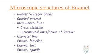 Microscopic Structures of Enamel Histology [upl. by Ahsinit]