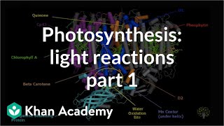 Photosynthesis Light Reactions 1 [upl. by Airtap]