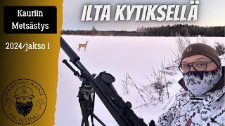 Kauriin metsästystä kyttäämällä  2024 jakso 1 [upl. by Poock]