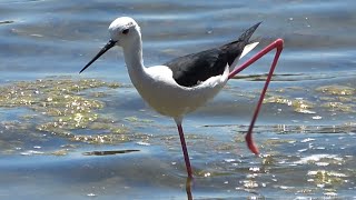 Blackwinged Stilt Parque Natural de la Albufera Spain [upl. by Uile]