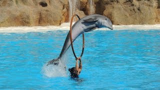 Les Dauphins  Loro Parque 2014 [upl. by Elokyn]