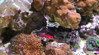 Added some copepods ruby red dragonet 20g nano reef tank [upl. by Stilla]