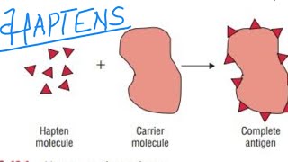 Haptens  Immunology Complete Explanation for all classes [upl. by Blinny929]