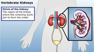 Summary of Osmoregulation and Excretion [upl. by Gratia]