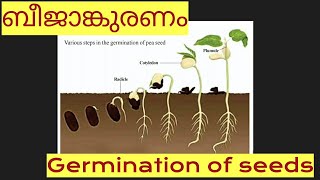 Germination of seeds ബീജാങ്കുരണം വിത്ത് മുളക്കുന്ന വിവിധ ഘട്ടങ്ങൾ [upl. by Forsta]