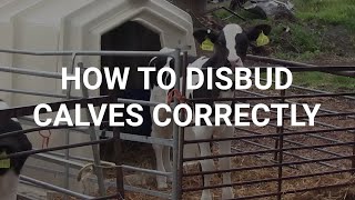 How to disbud calves correctly [upl. by Armalda]