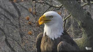 AEF DC EAGLE CAM 2519 FINALLY DC NEST GOES LIVE [upl. by Milak]