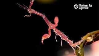 The Microscopic Marvel of The Skeleton Shrimp  The Critter Corner [upl. by Elysha873]