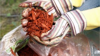 How to Make Mulch  Composting At Home DIY [upl. by Sigsmond]