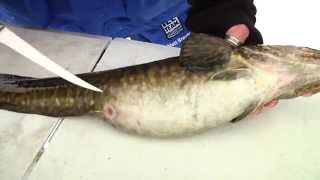 How to catch clean amp cook eelpout [upl. by Sirrad]