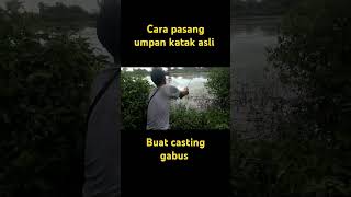 cara pasang umpan katak buat mancing casting fishing [upl. by Yrhcaz162]