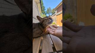 Abyssinian Cat Revels In Affectionate Touches 阿比貓陶醉於深情的撫摸！abyssiniancat cat funnyanimal [upl. by Nuavahs]