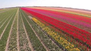 Stunning Aerial Video of Dutch Tulip Fields  Tulips Fields in Holland [upl. by Harcourt]