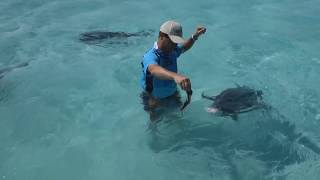 Hand Feeding Monster 100lb Giant Trevally GTs in the Cook Islands  IFISH [upl. by Corinna]