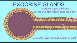 AP1 EPITHELIA EXOCRINE amp ENDOCRINE GLANDS [upl. by Sahcnip]