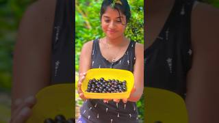 Jaboticaba fruit harvesting ✨ [upl. by Ojimmas]