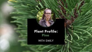 Plant Profile Pine with Emily [upl. by Sillig]