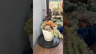 Basics In Succulent Arrangement 🪴 succulents suculentasdiy [upl. by Alva555]