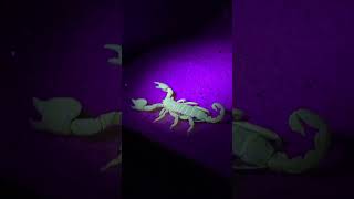 Scorpio maurus palmatus Israeli Gold Scorpion under UV light 🦂👑 shorts scorpion pets cool [upl. by Reifel]