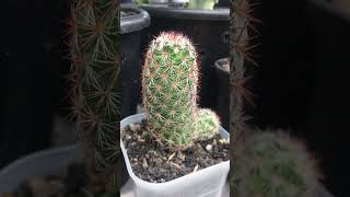 Mammillaria Microhelia mammillaria [upl. by Ollehcram264]