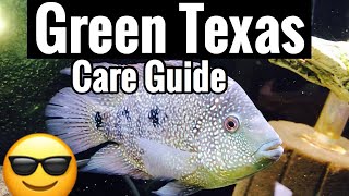 Carpintis Green Texas Cichlid Care  Size amp Aggression [upl. by Weaks11]