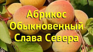 Абрикос обыкновенный Краткий обзор описание характеристик prunus armeniaca Слава Севера [upl. by Atirys]