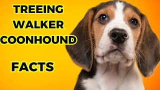 Treeing walker coonhound  Top 10 Facts [upl. by Neelram]