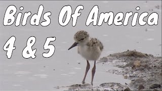 Birds Of America  Episodes 4 amp 5 [upl. by Manthei600]