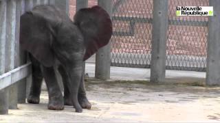 VIDEO Zoo de Beauval  après les pandas léléphanteau [upl. by Richmond]