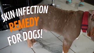 Best Treatment for Dog Skin Problems Dog Skin Infections [upl. by Amadus58]