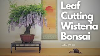 Compound Leaf cutting on Wisteria Bonsai [upl. by Ahsiea]