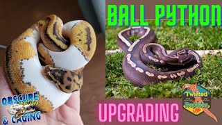 Ball Python UPGRADES [upl. by Plotkin]