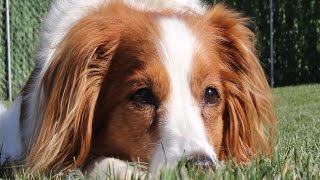 Leyla 2015 Kooikerhondje [upl. by Kerns]