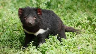 Tasmanian Devil [upl. by Blodgett]