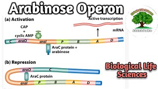 Arabinose Operon [upl. by Roch261]