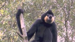 Gibbons singen 2 [upl. by Aldous]