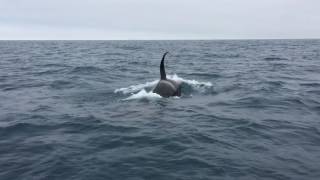 Orcas show up off Long Beach June 2017 [upl. by Haye464]