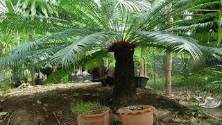 ปรง Cycad [upl. by Gnilhsa239]