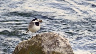 White Wagtail Motacilla alba  Bachstelze [upl. by Lehar921]