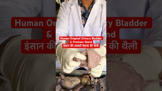 Human Original Urinary Bladder amp Prostate Gland  इंसान की असली पेशाब की थैली viral trending shot [upl. by Anhoj570]