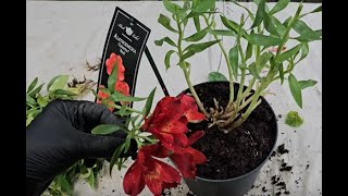 Discounted alstroemerias Are they worth buying  Уценённые альстромерии Стоит ли их покупать [upl. by Ogir436]