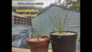 Drosophyllum Lusitanicum Care [upl. by Ferrigno81]