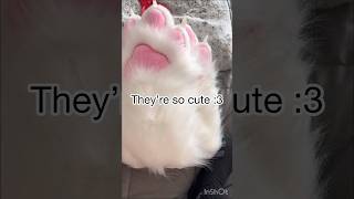 Unbox my fursuit paws with me dinomask fursuit antizoo furry paws fursuitpaws unboxing [upl. by Yehus]