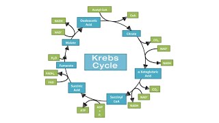 Krebs cycleTCA cycleCitric acid cycle [upl. by Silyhp114]