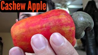 Cashew Apple Review  Weird Fruit Explorer Ep 186 [upl. by Tima985]