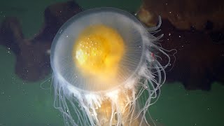 Facts The Fried Egg Jellyfish Egg Yolk Jellyfish [upl. by Kcirdorb]