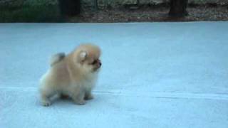 AKC Pomeranian Puppy  Benjamin at 8 weeks old [upl. by Jordans284]